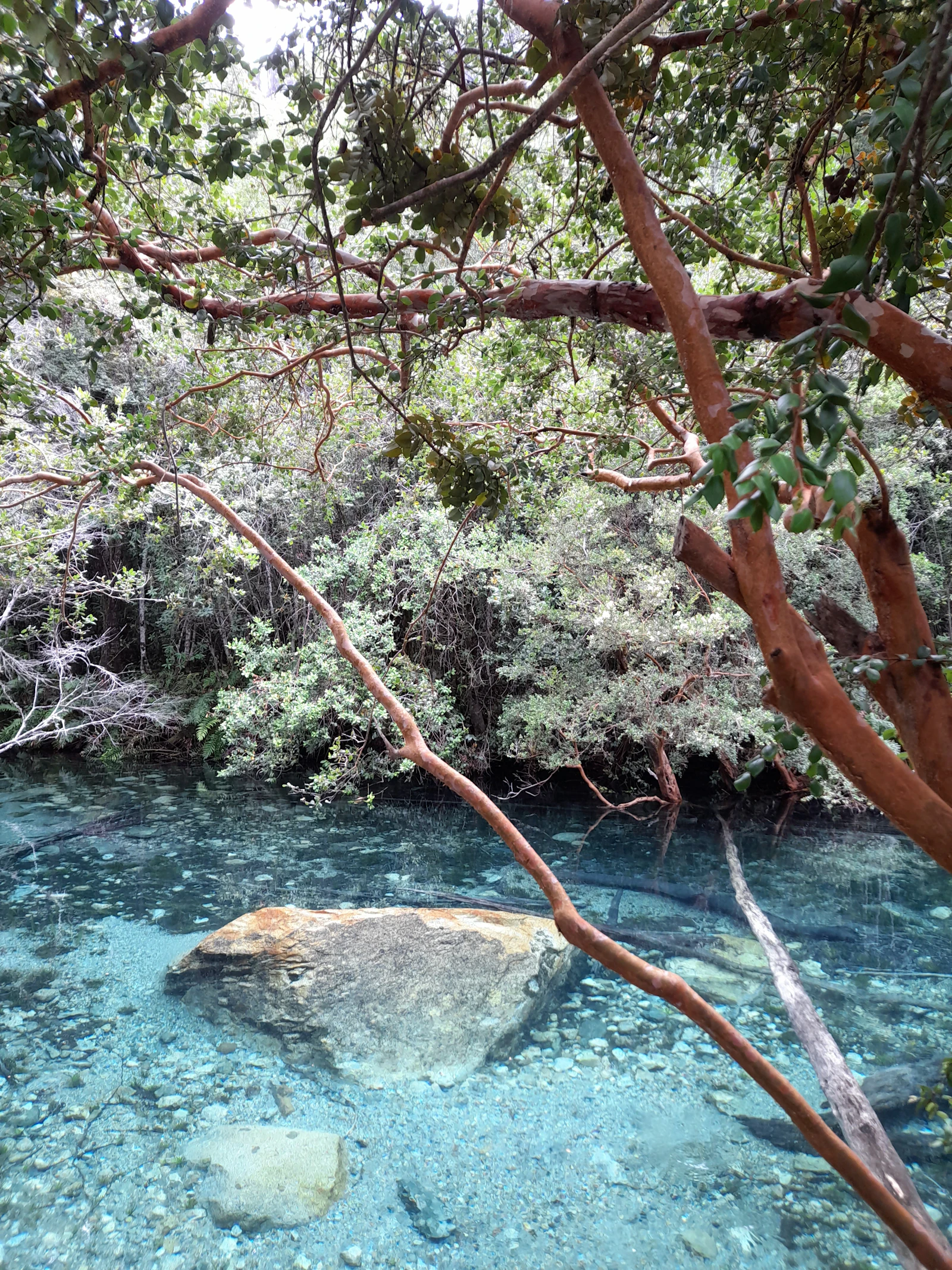 A clear turquoise Florida spring in Hernando County's spring country