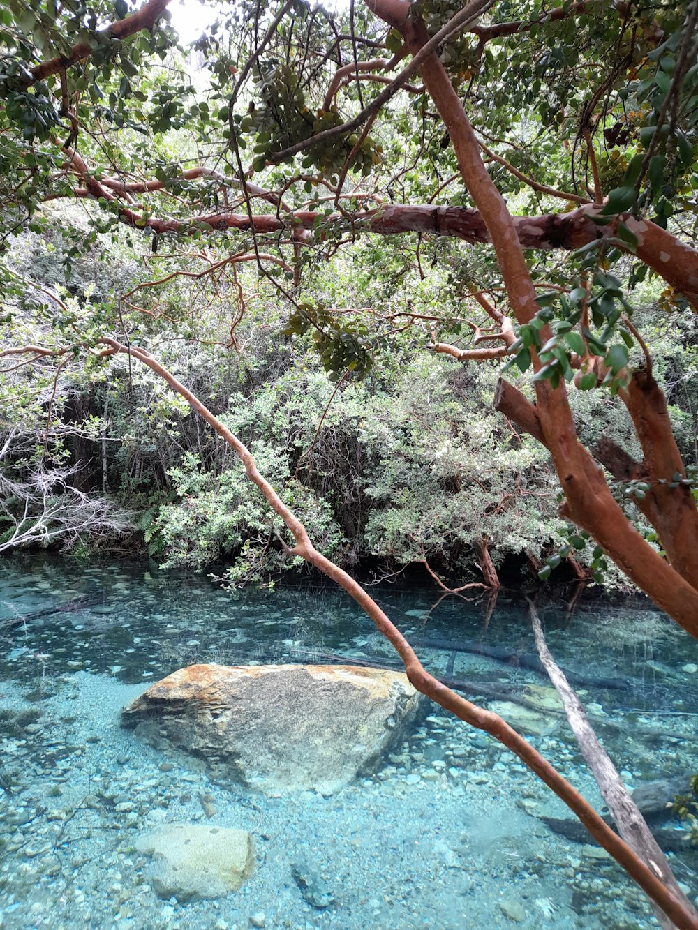 a river with clear blue water surrounded by trees