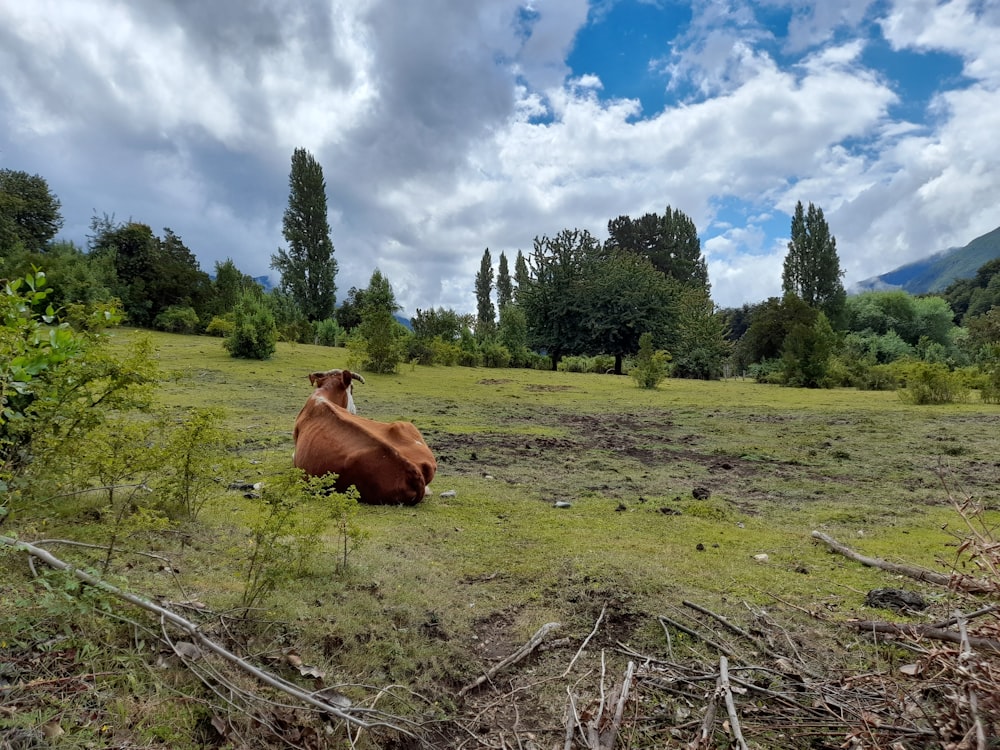 a brown cow laying down in a field