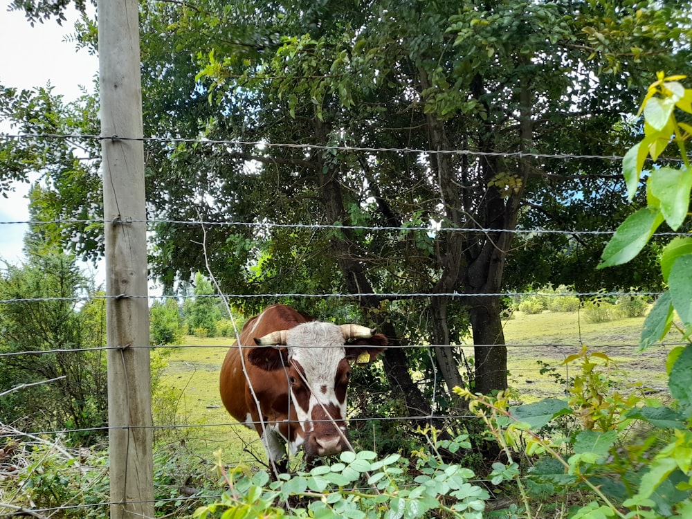a brown and white cow behind a wire fence