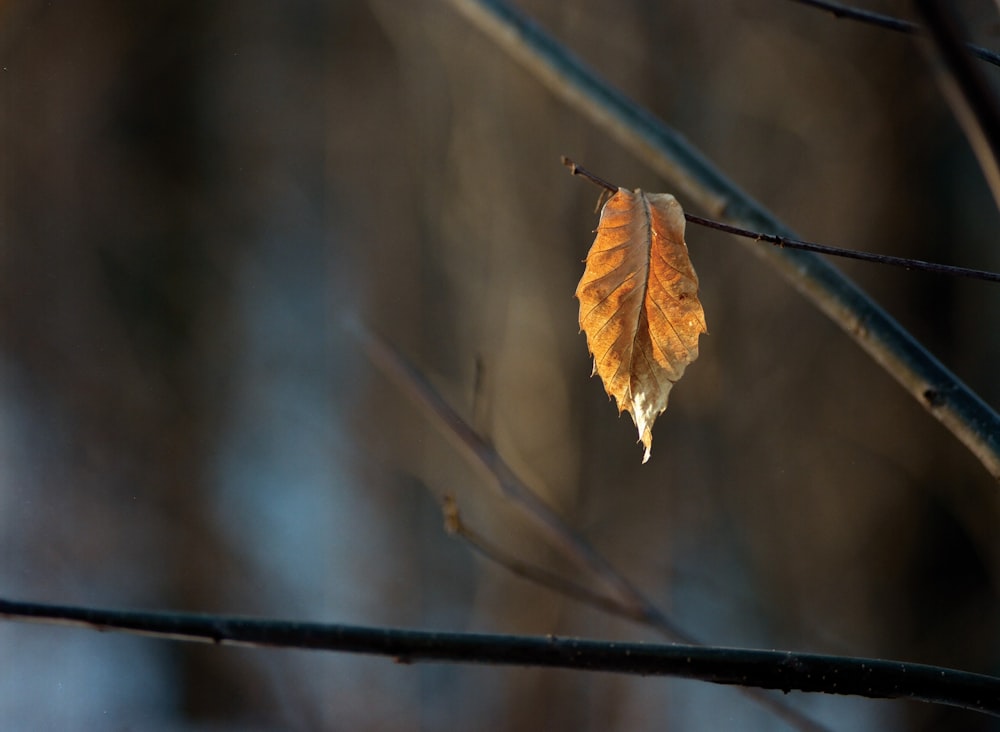 a leaf that is sitting on a branch