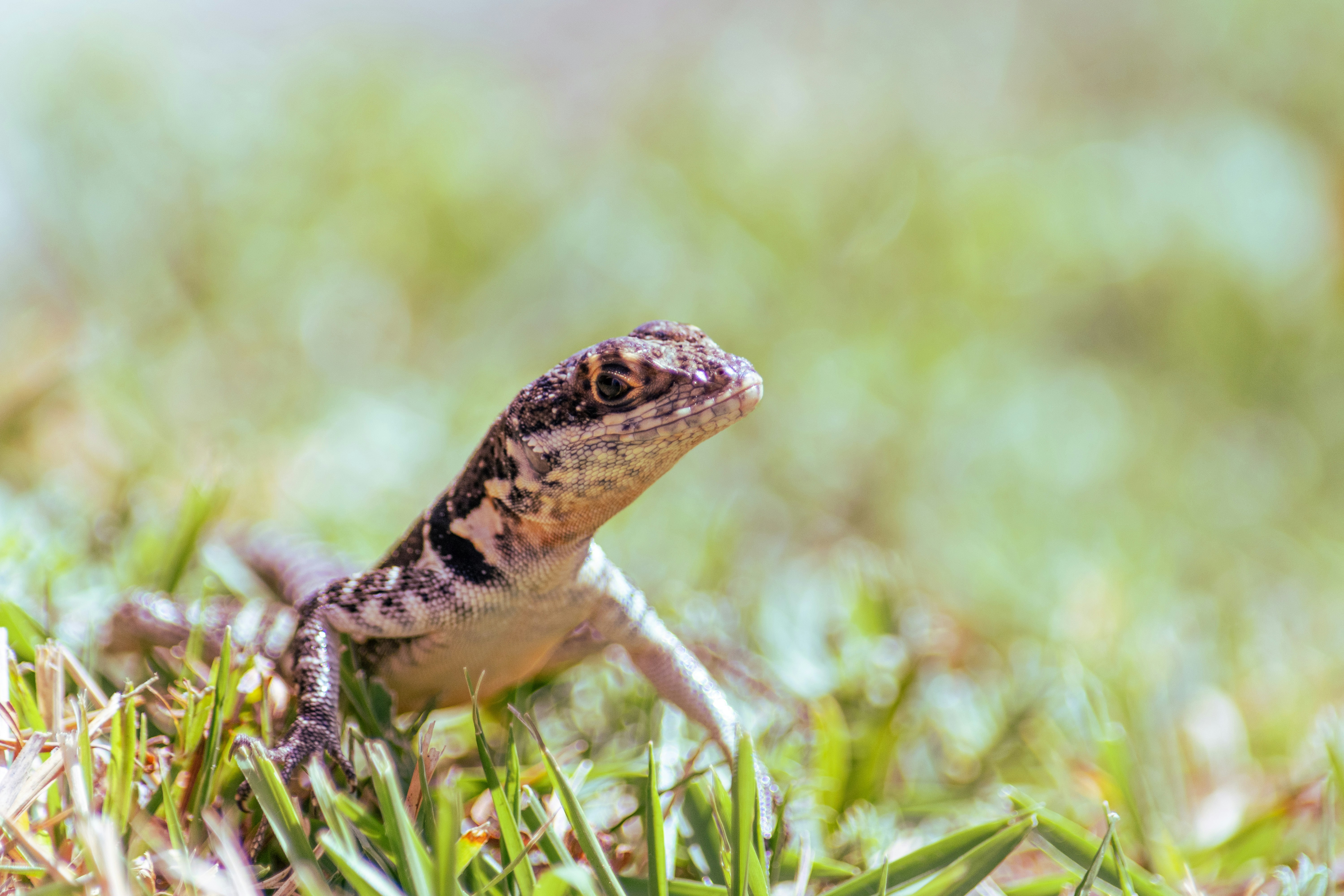 gros plan d’un petit lézard dans l’herbe