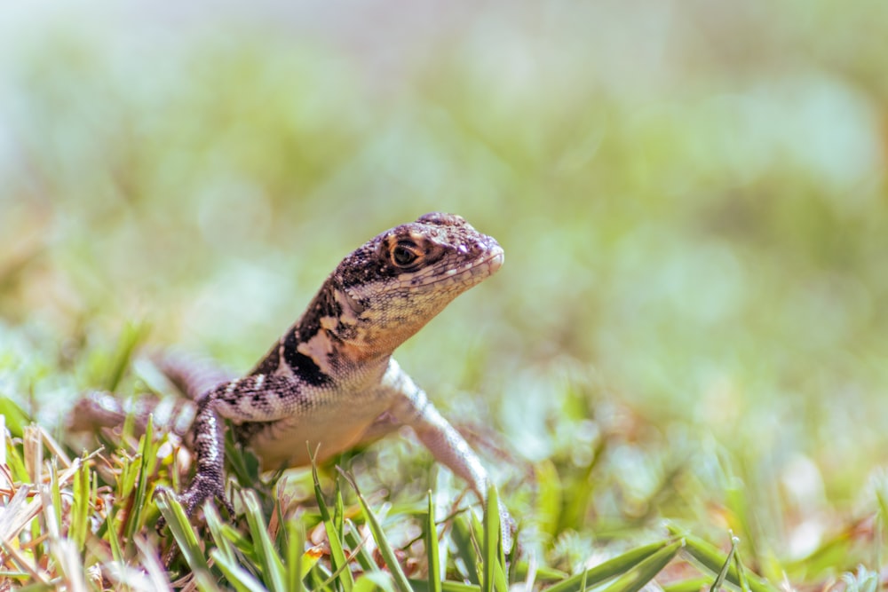 a close up of a small lizard in the grass