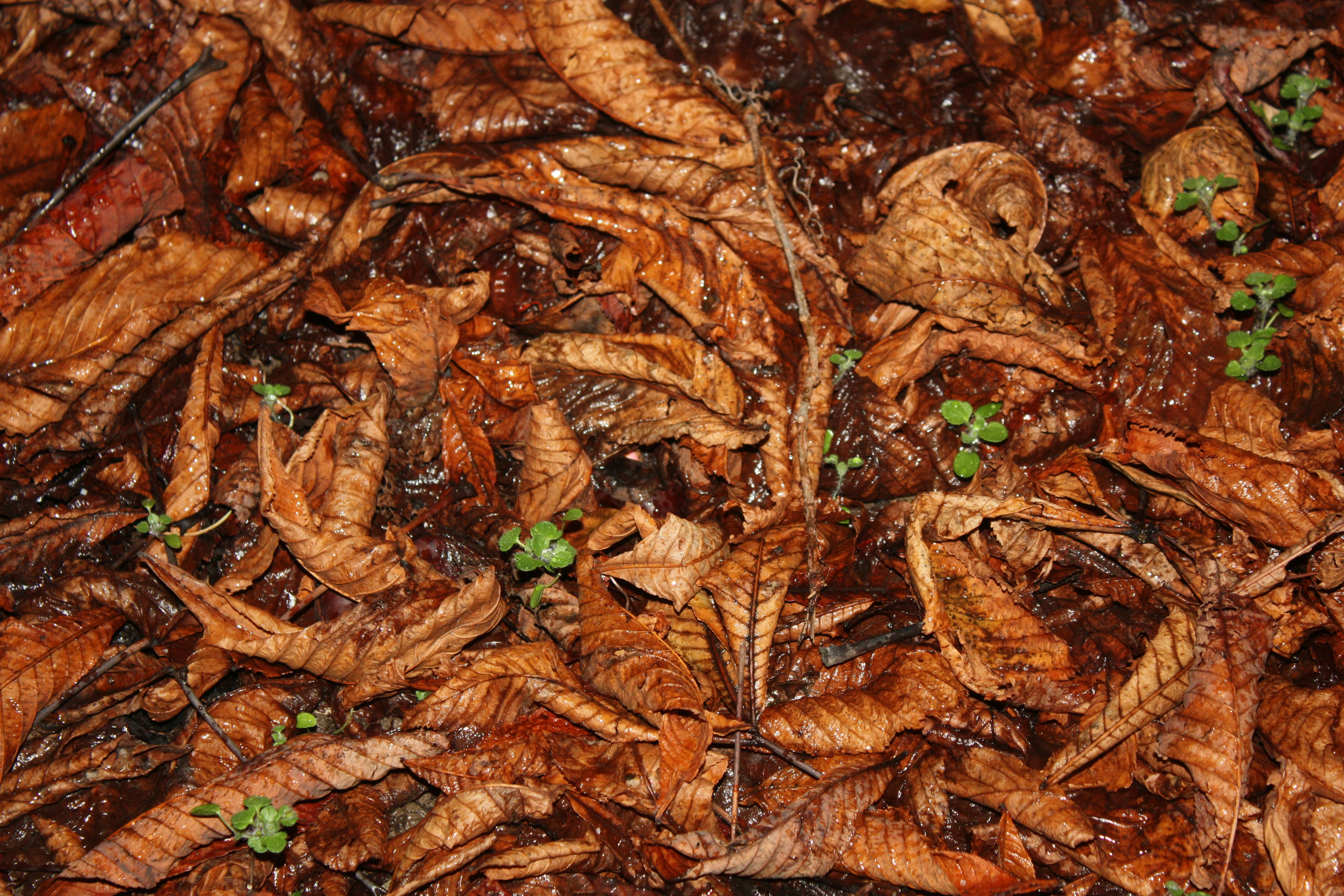 un gros plan de feuilles et d’herbe sur le sol