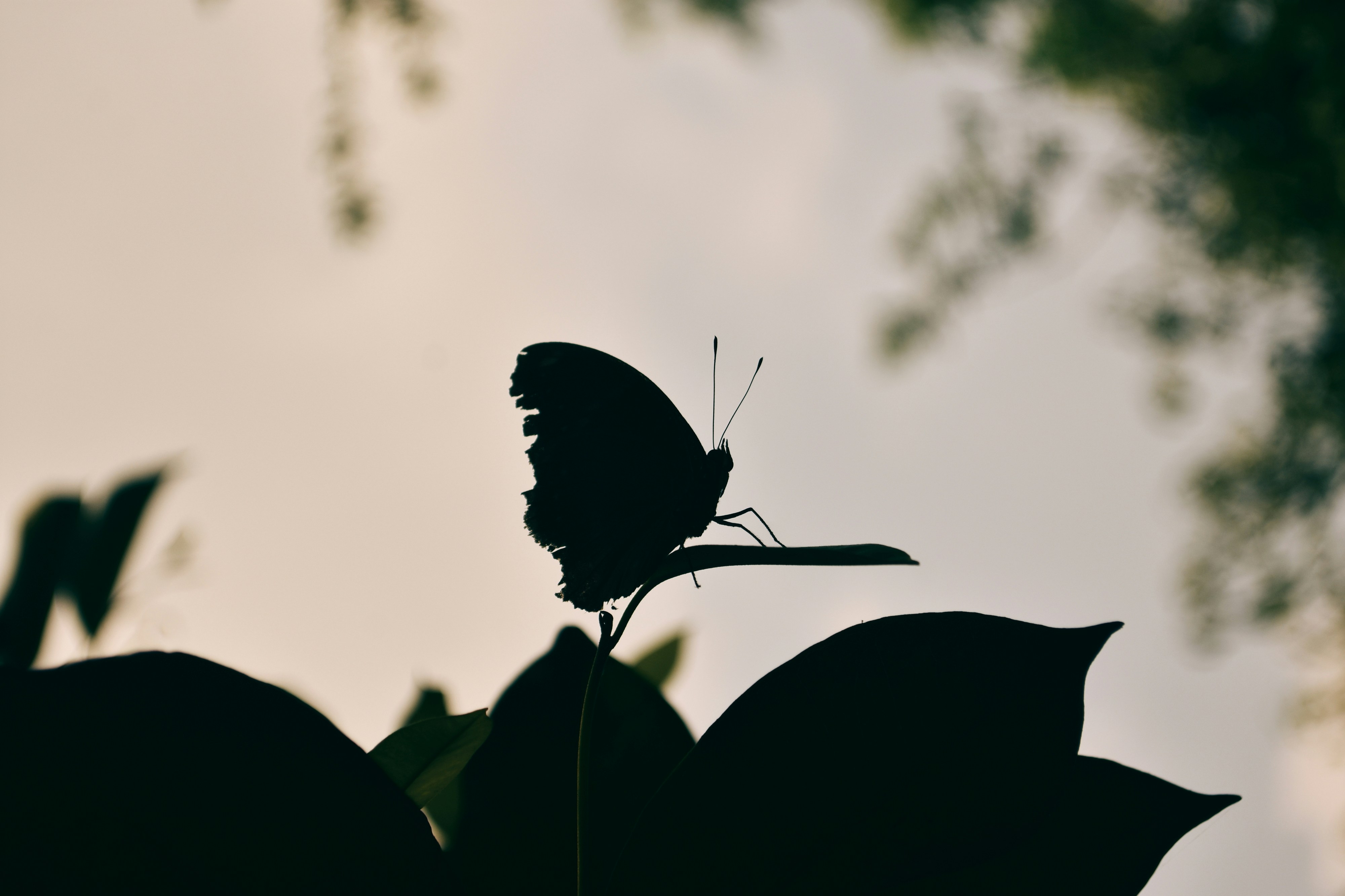 a black and white photo of a butterfly on a leaf