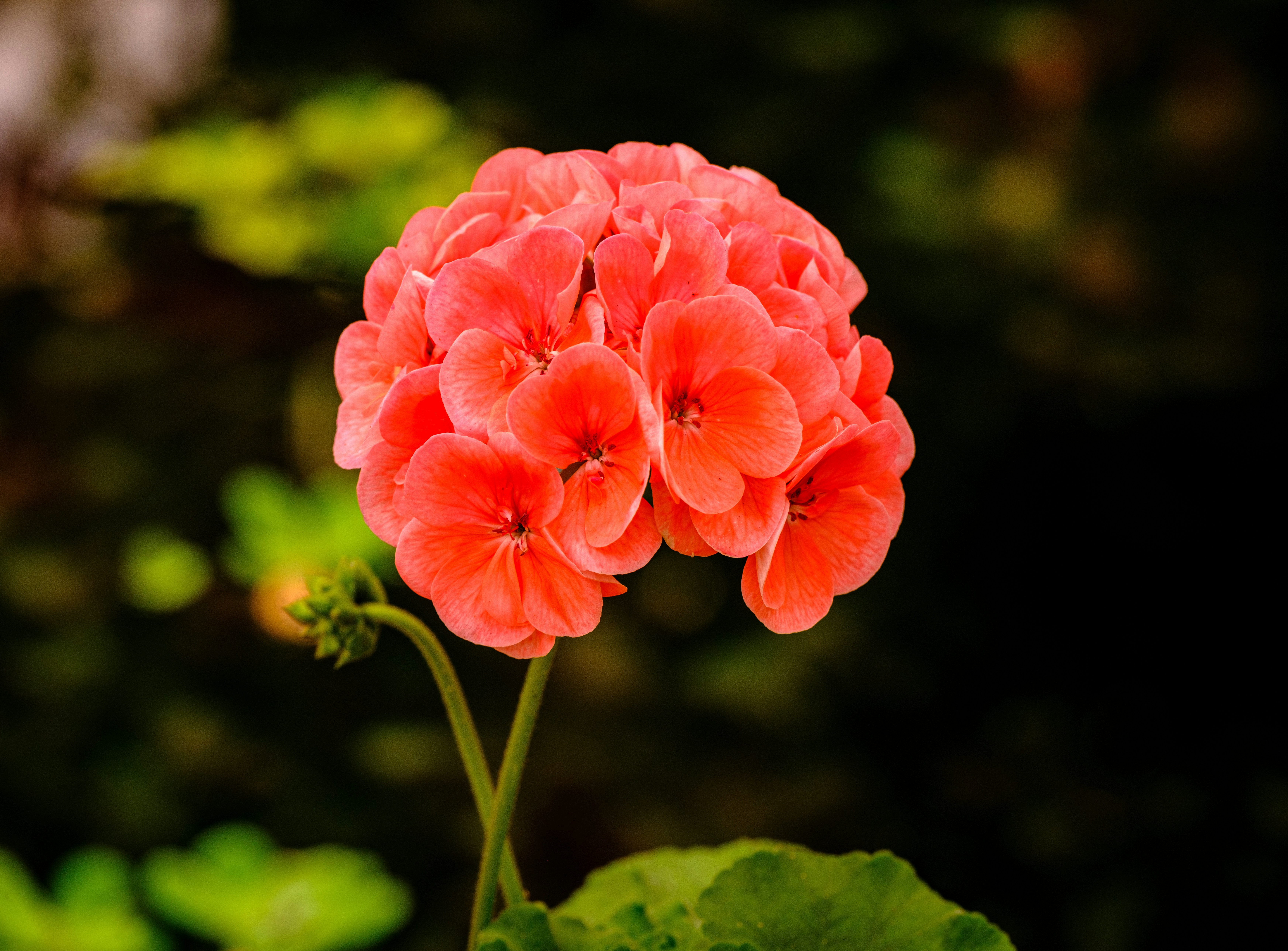 Photo by haberdoedas2