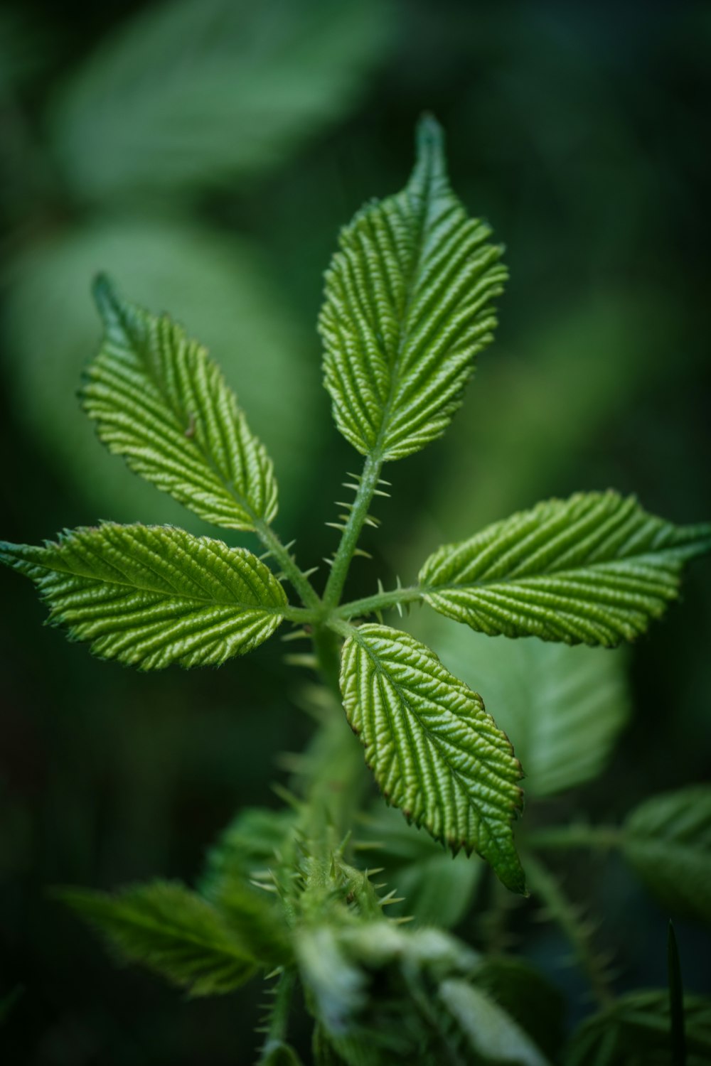 a close up of a green leaf on a plant