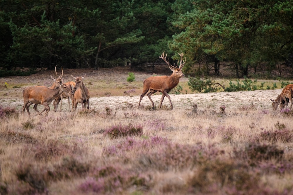 a herd of deer walking across a grass covered field