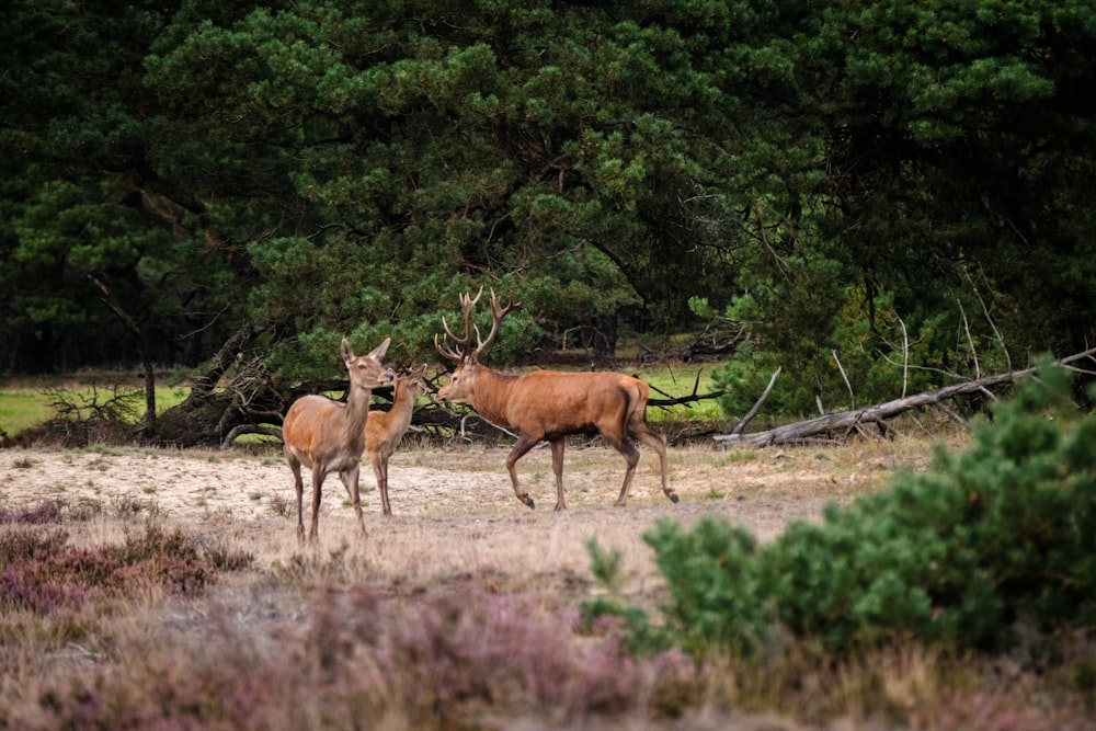 two deer standing next to each other in a field