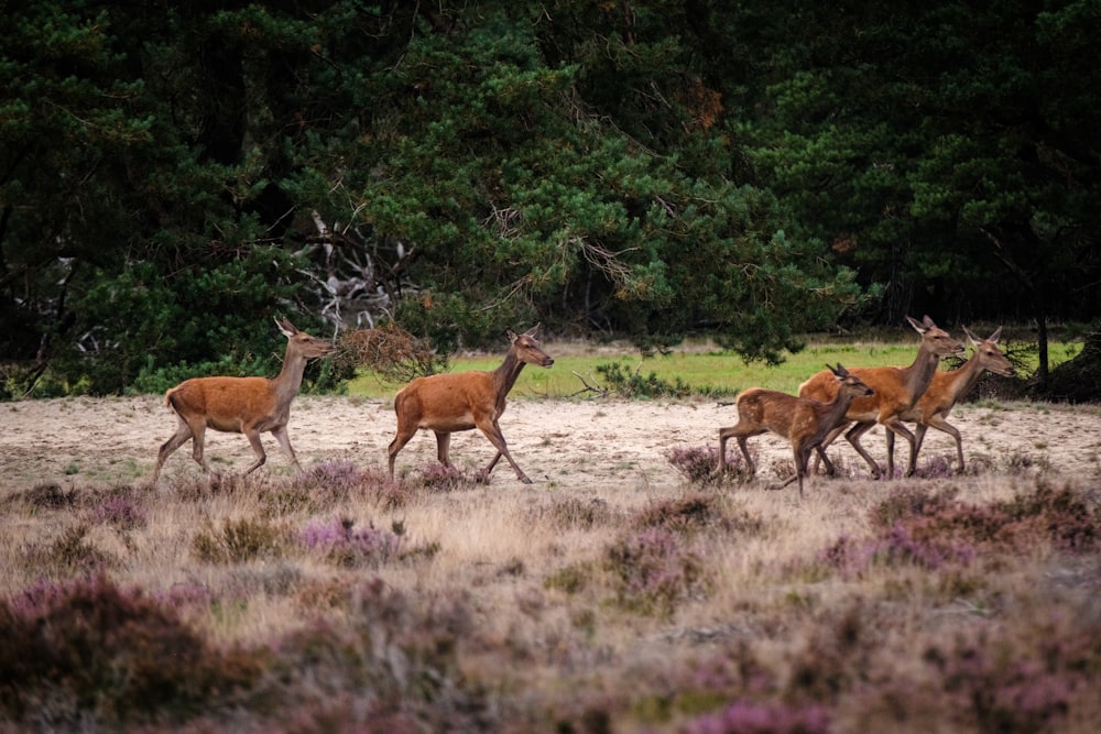 a herd of deer walking across a grass covered field