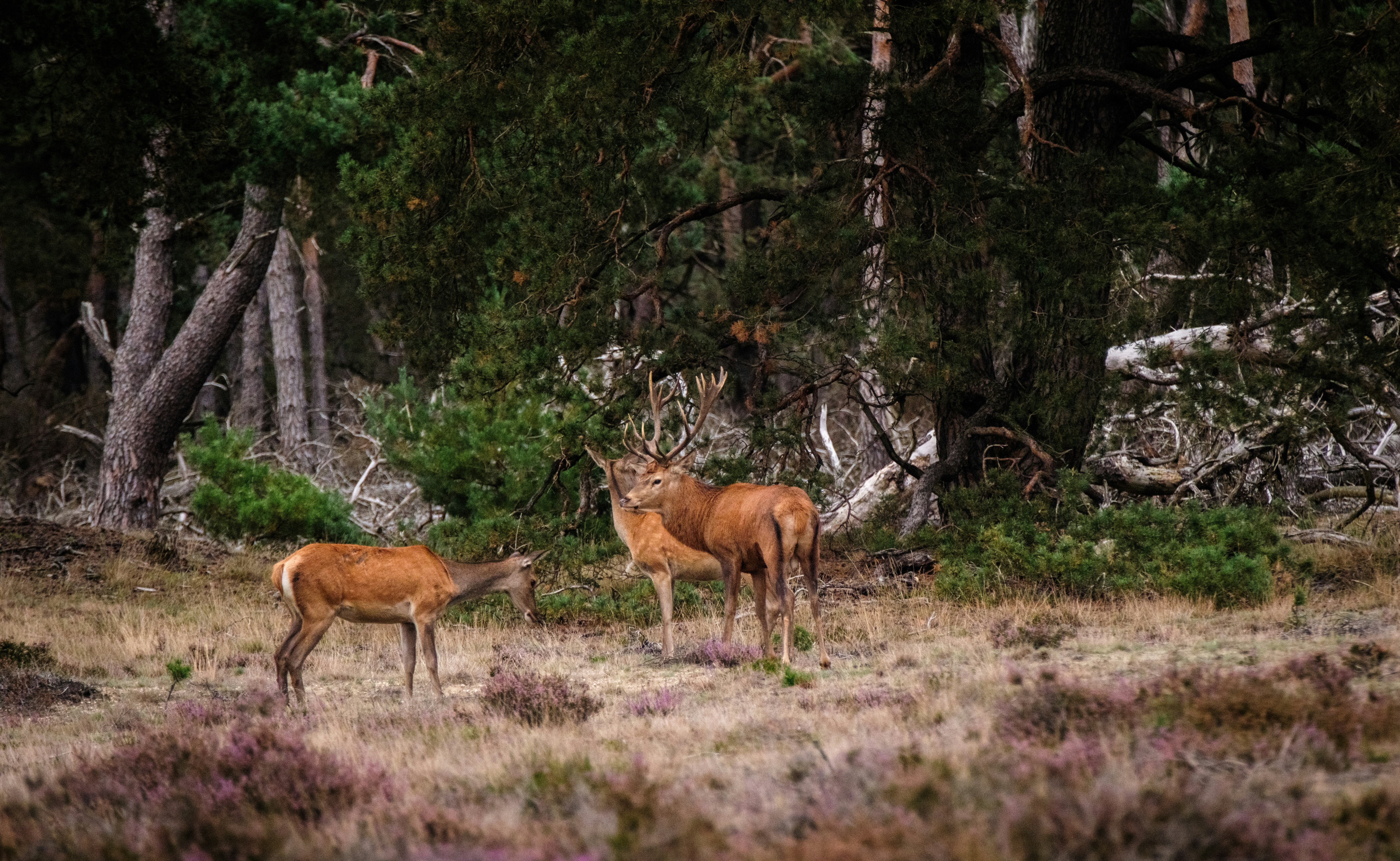 Photo by haberdoedas2