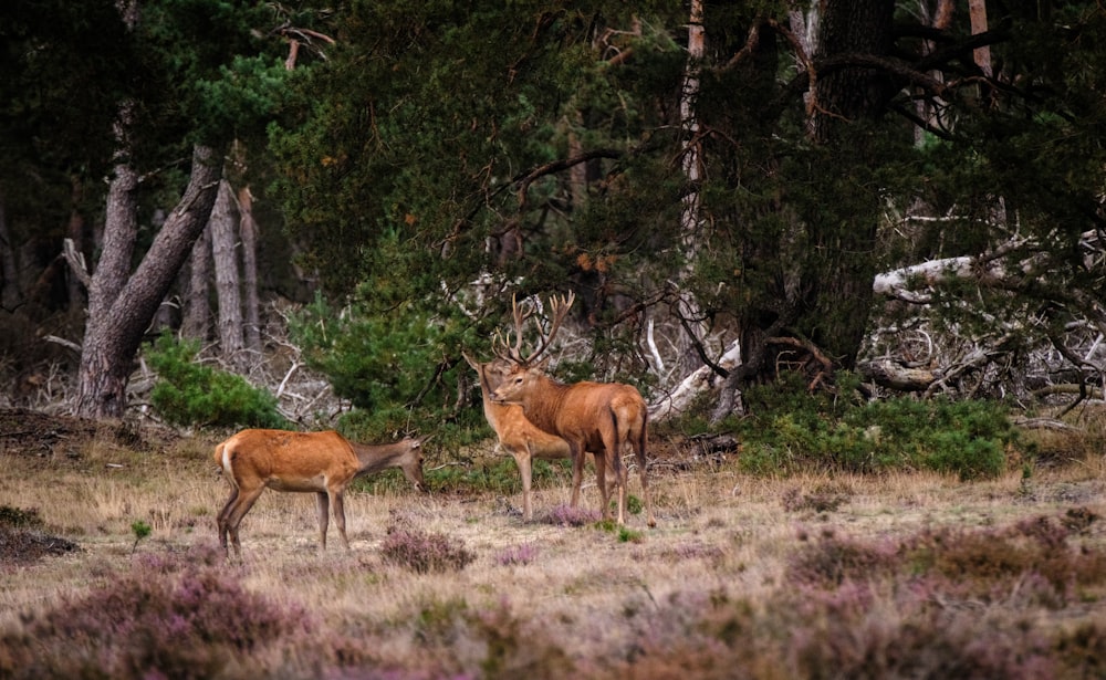 two deer standing next to each other in a forest