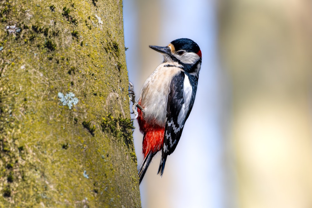 un pájaro colorido posado en un árbol cubierto de musgo