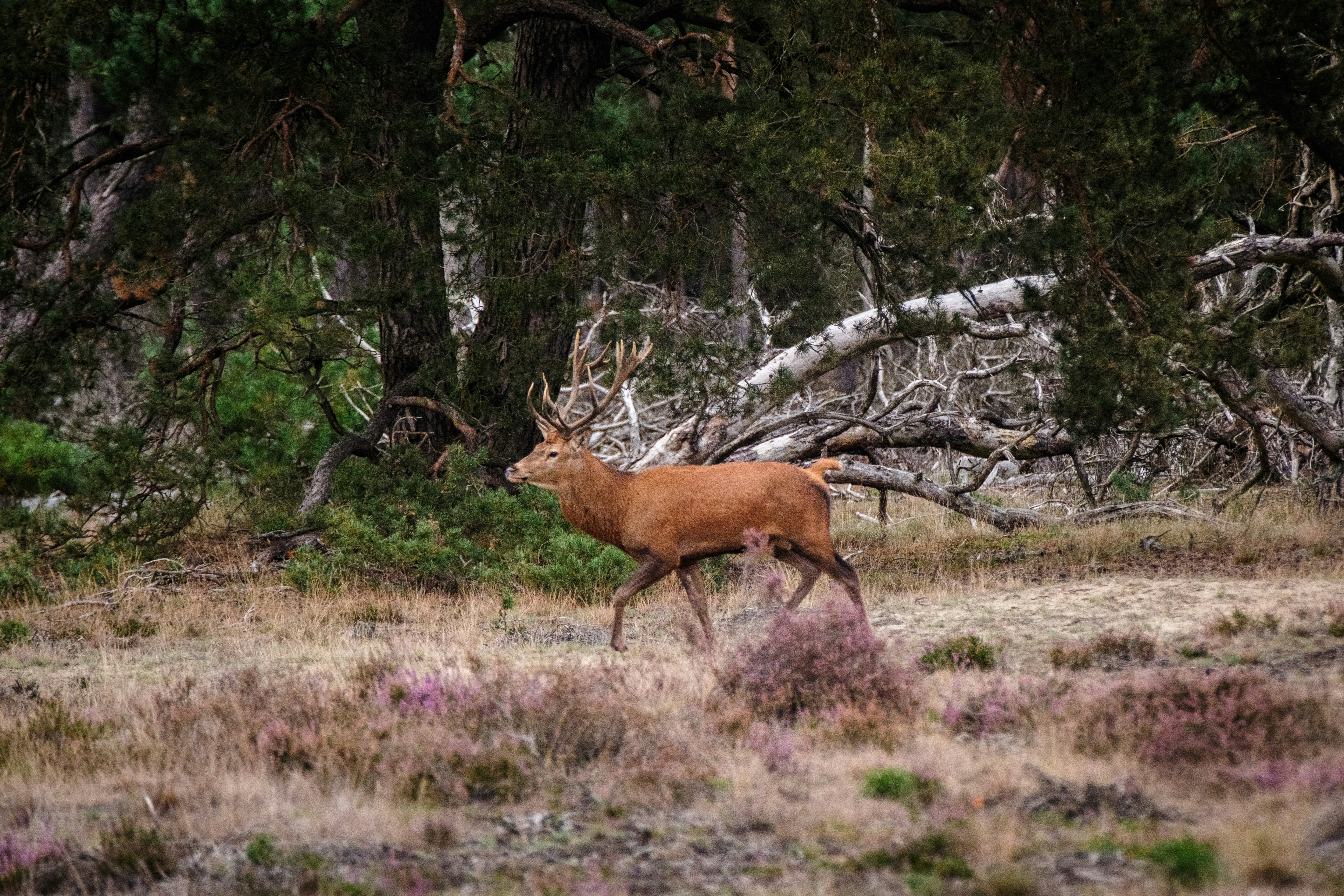 Photo by haberdoedas2