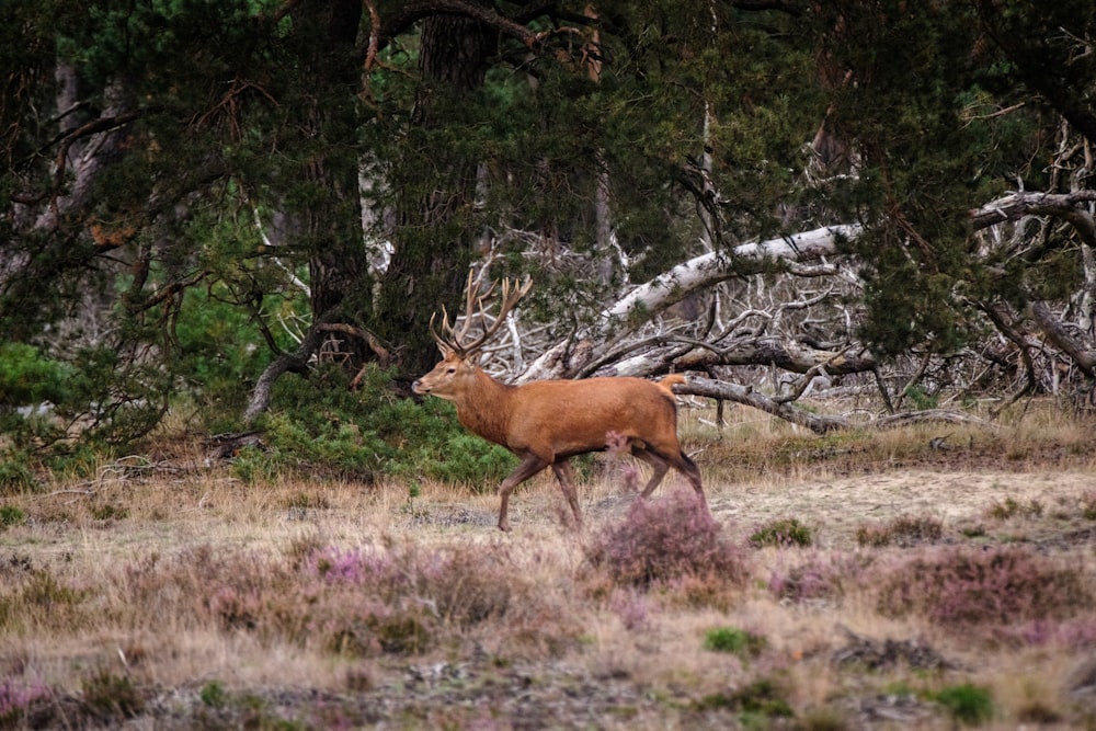 a deer walking through a forest filled with trees