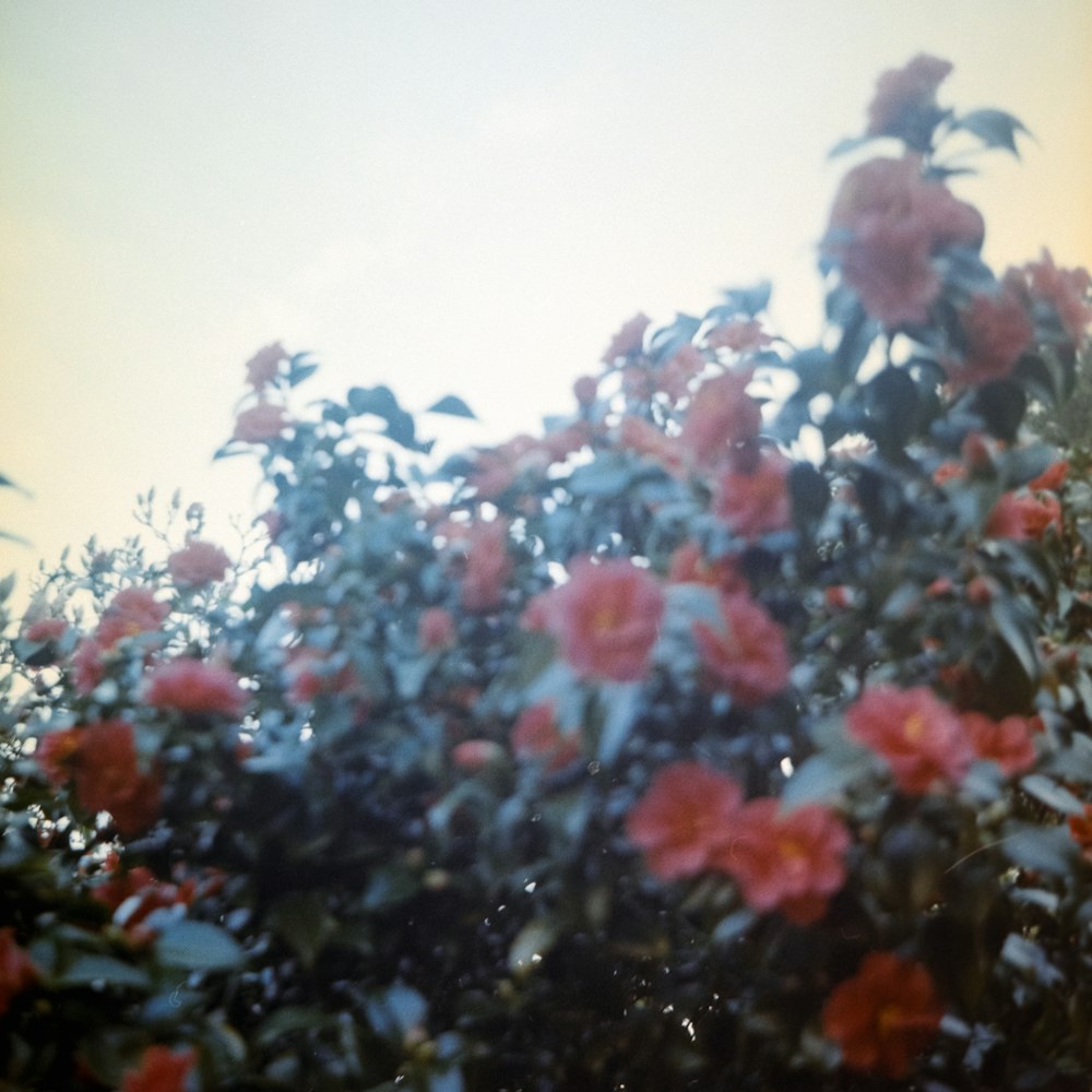 a bunch of flowers that are in a bush