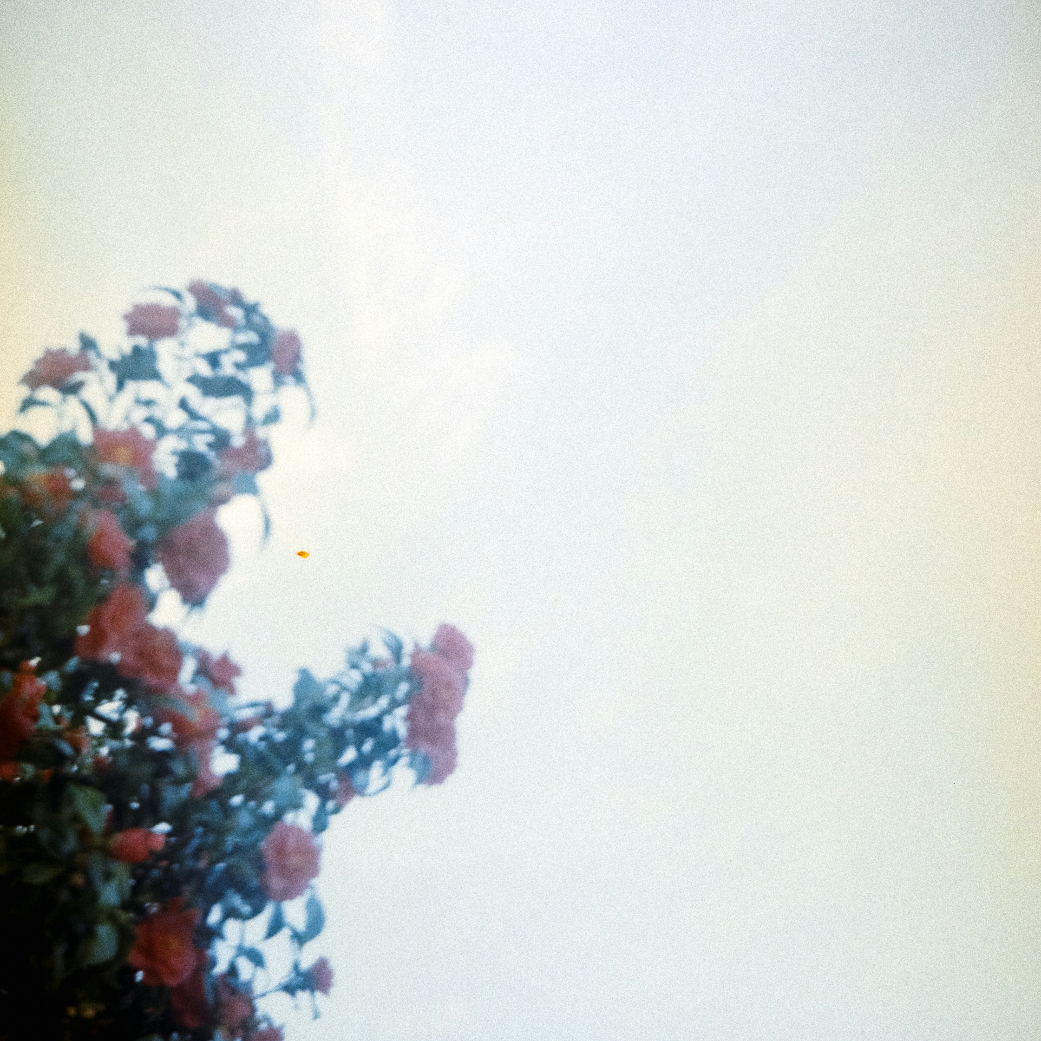 Photo by anniespratt