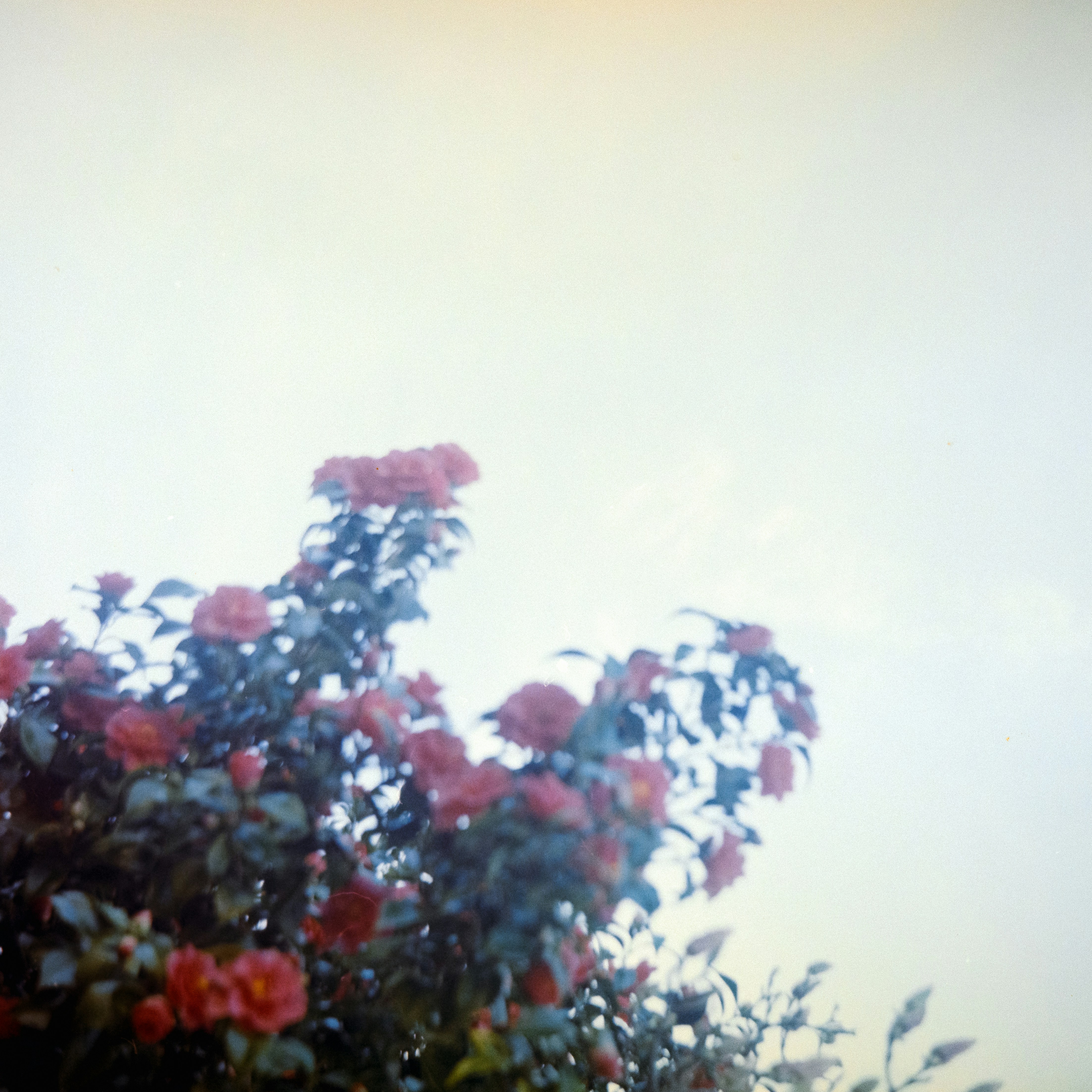 Photo by anniespratt