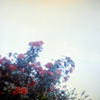 a tree with red flowers in front of a white sky