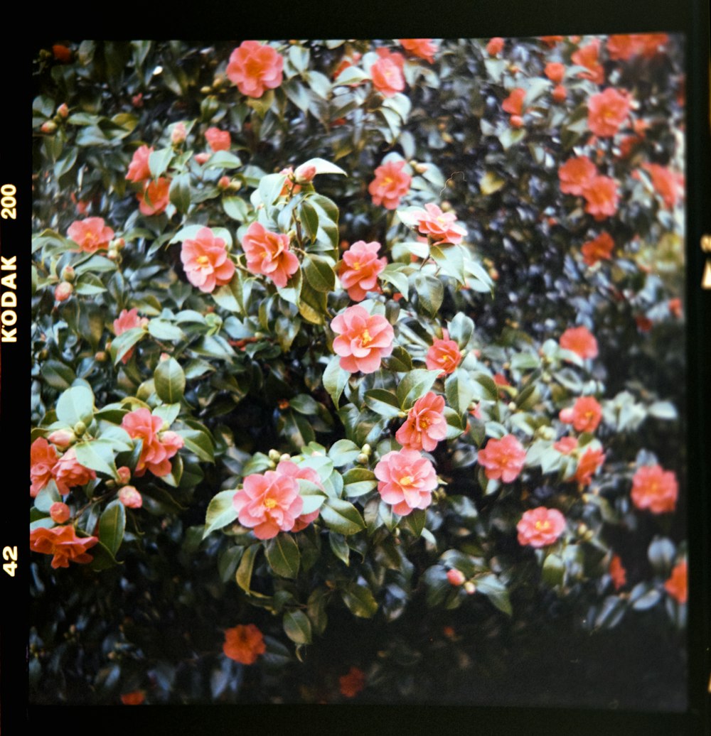 a picture of a bush with pink flowers