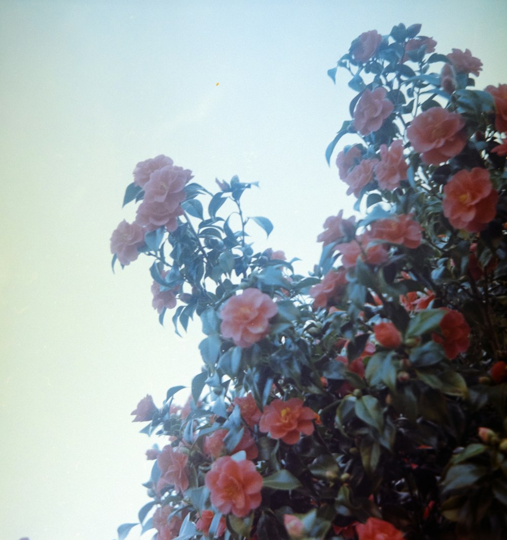 a tree with pink flowers in the foreground and a blue sky in the background