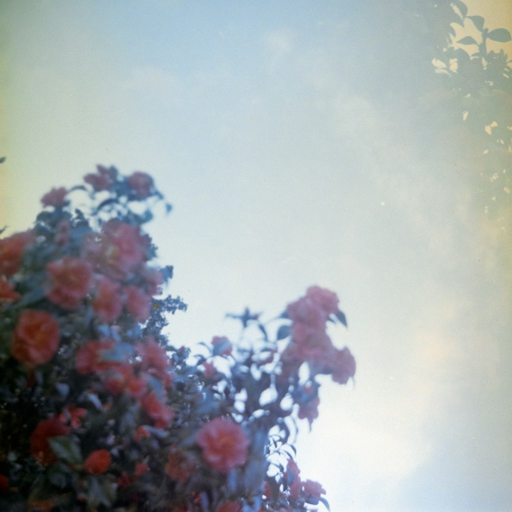 un oiseau assis au sommet d’un arbre rempli de fleurs rouges