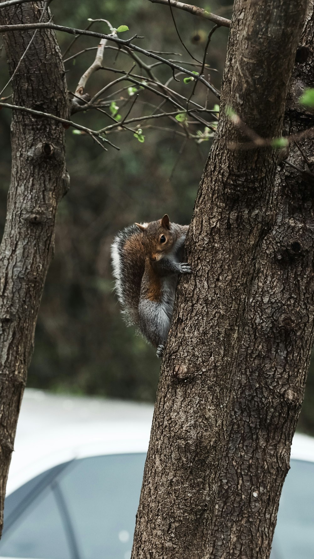 a squirrel is sitting on a tree branch