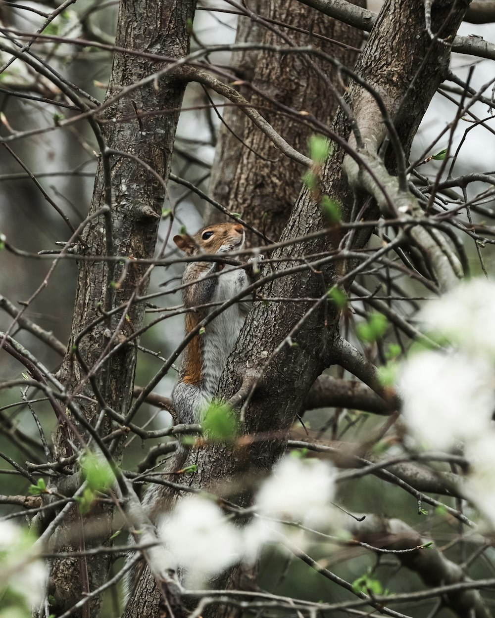 Un écureuil est assis dans un arbre sans feuilles