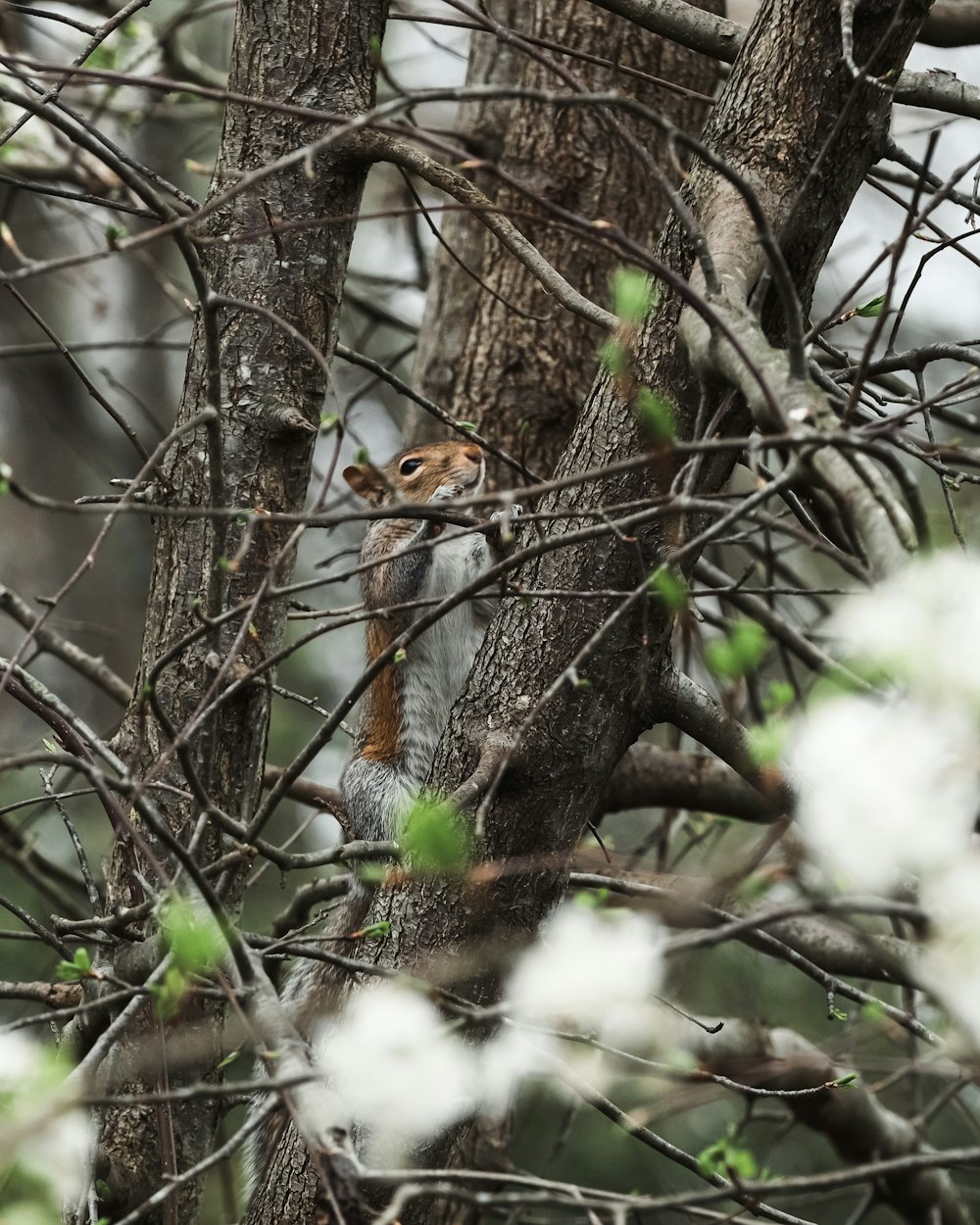 a squirrel is sitting in a tree with no leaves