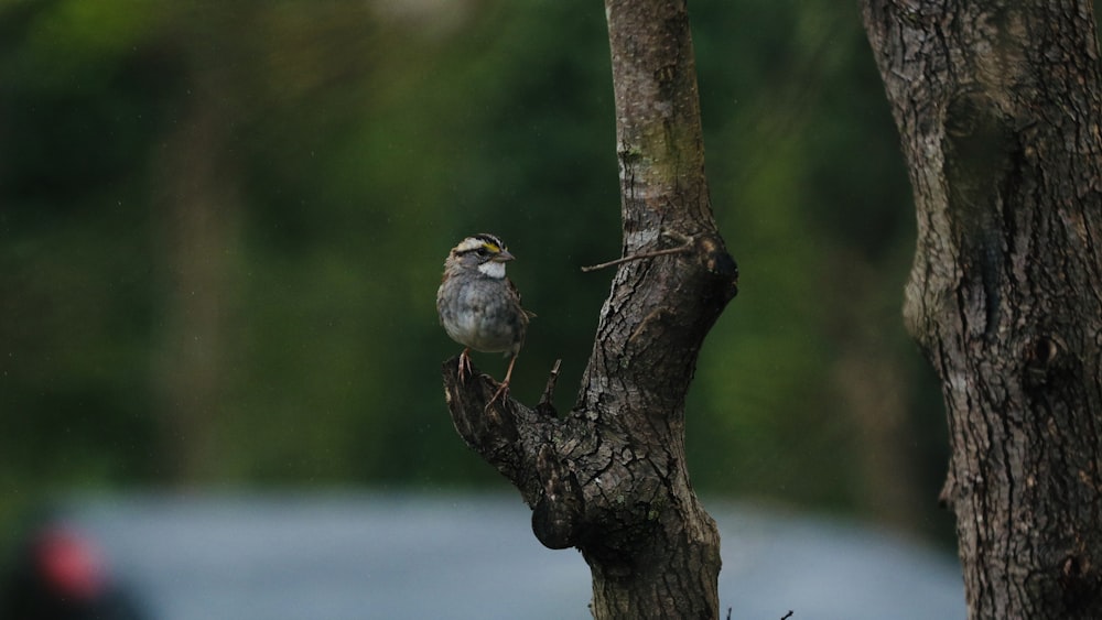 un petit oiseau perché au sommet d’une branche d’arbre