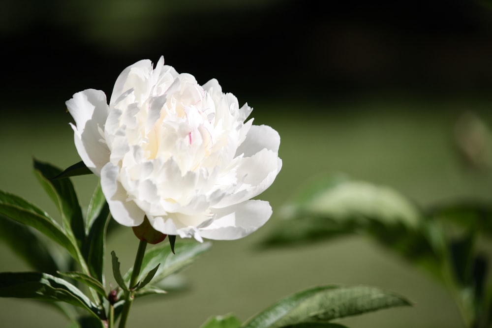 a white flower with green leaves in the foreground