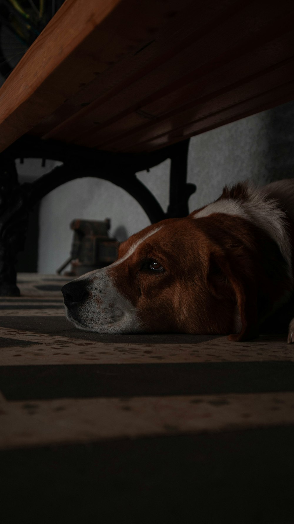 a brown and white dog laying under a wooden table