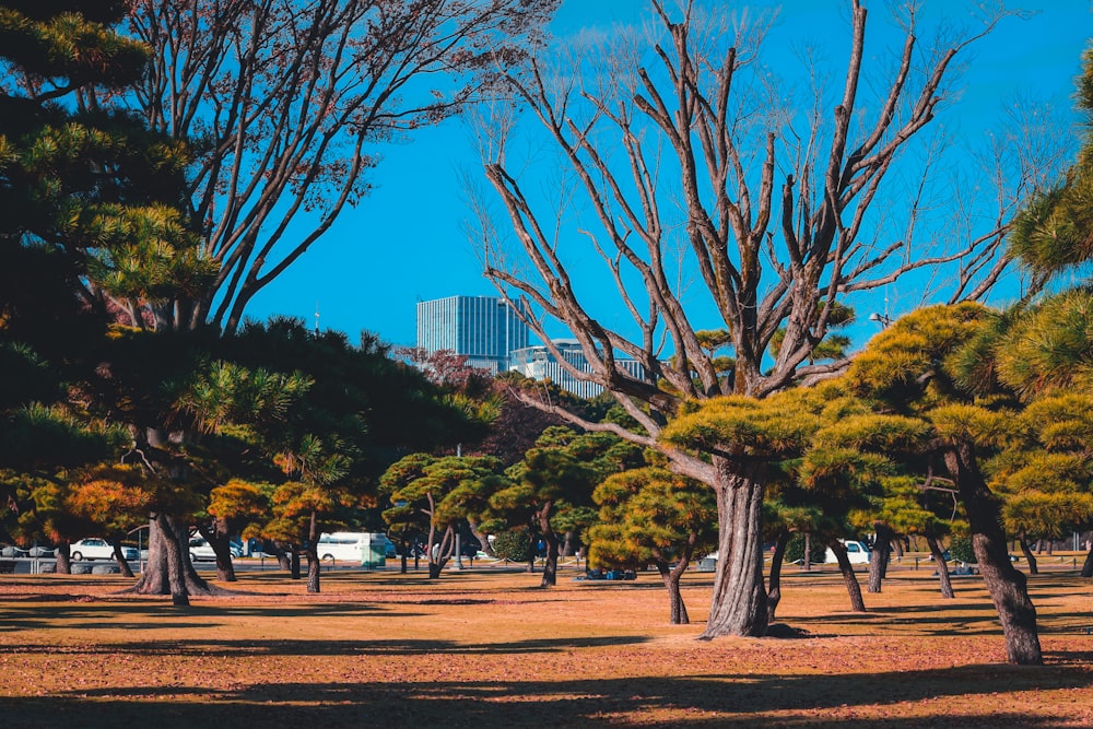 a group of trees in a park with a building in the background