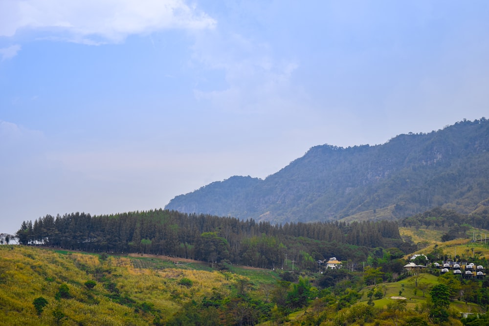 a lush green hillside covered in lots of trees