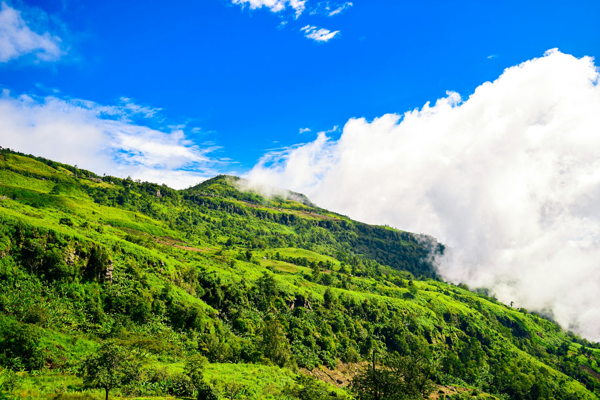 a lush green hillside under a blue sky