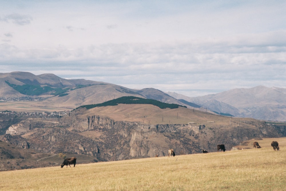 a herd of cattle grazing on a lush green hillside