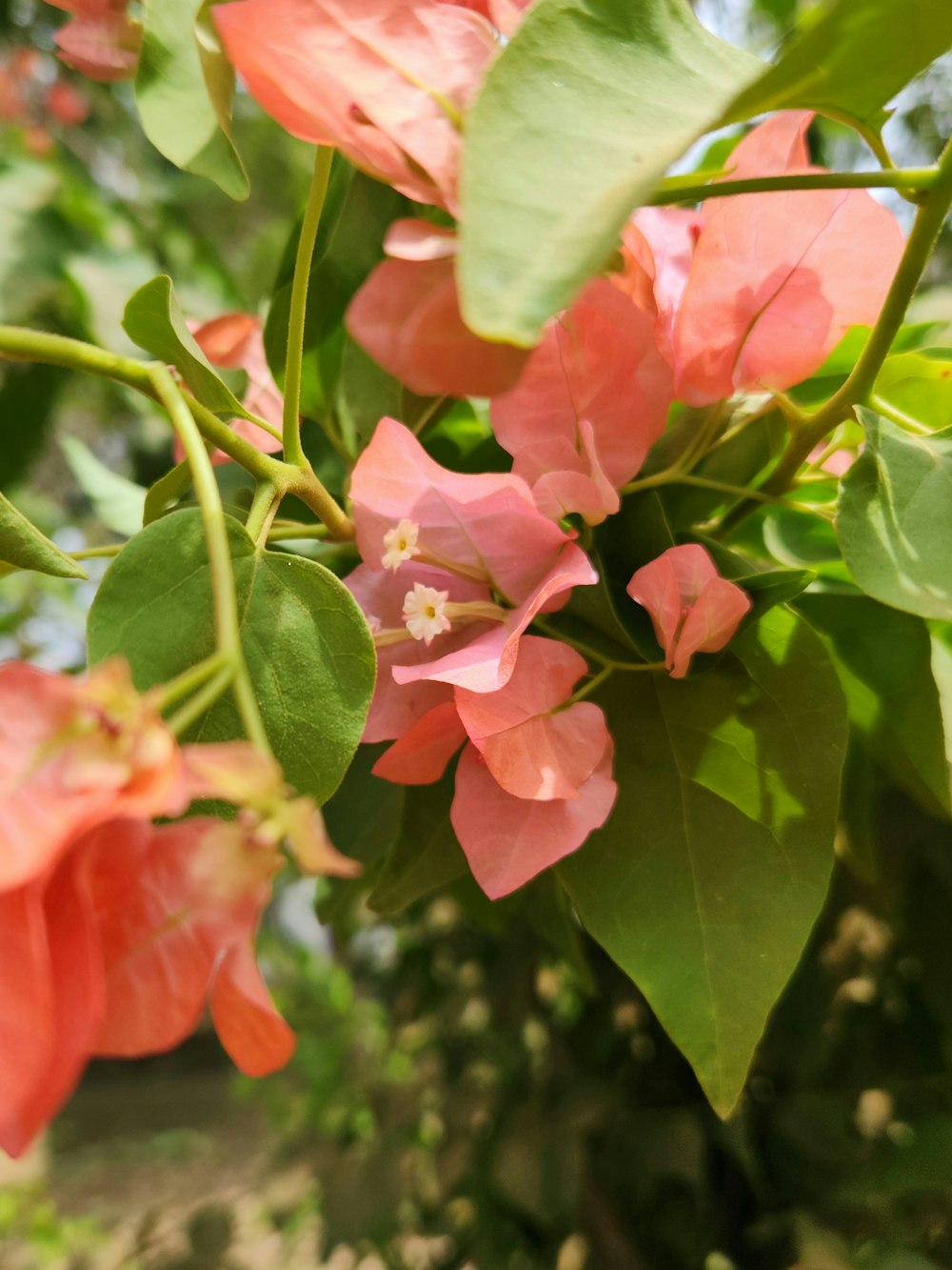 a bush of pink flowers with green leaves