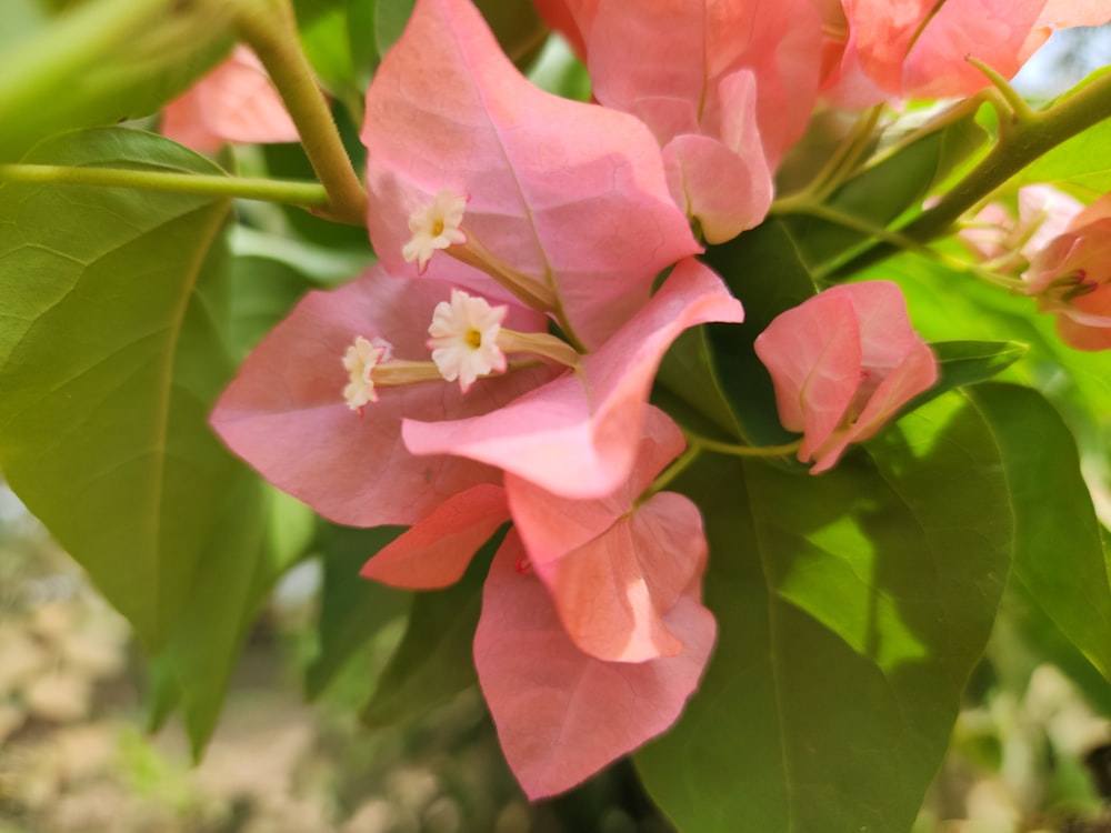 um close up de uma flor rosa com folhas verdes