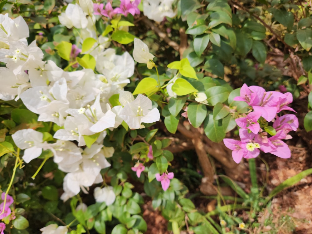 a bunch of flowers that are in the grass