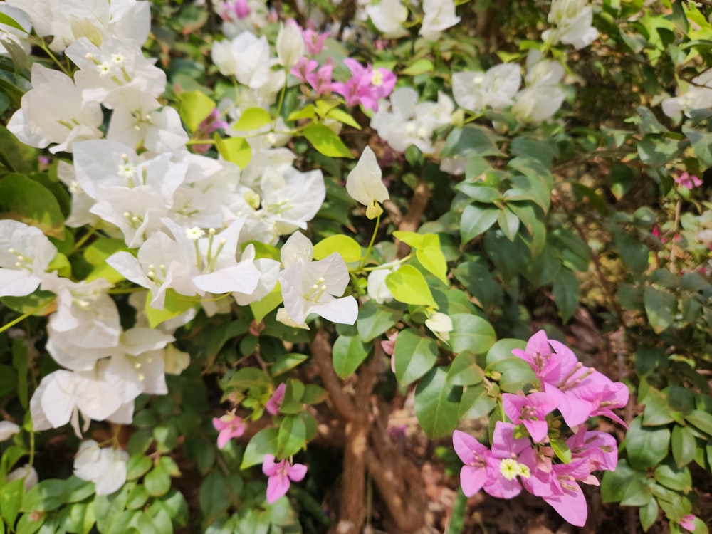 a bunch of white and pink flowers on a bush
