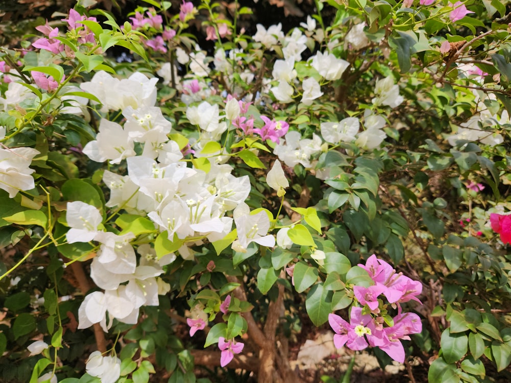a bush with white and pink flowers and green leaves