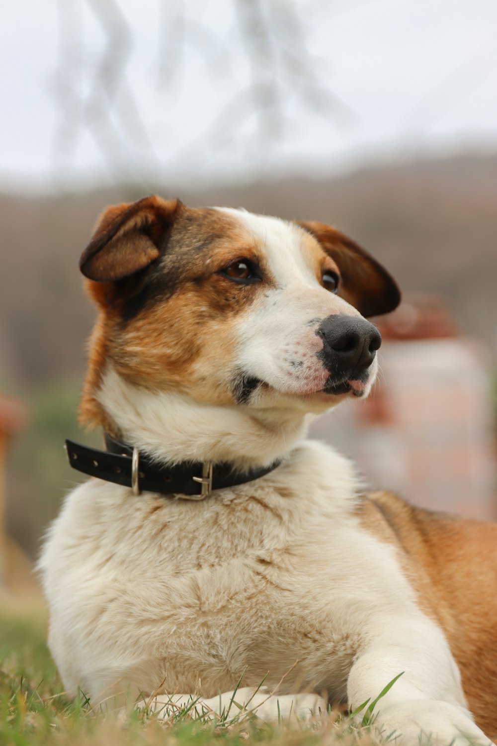 a brown and white dog laying in the grass