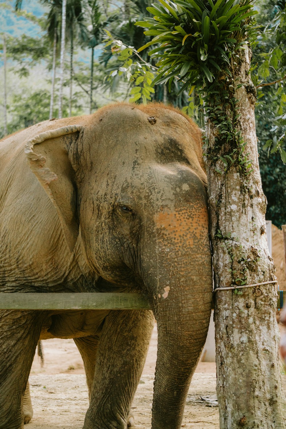 a large elephant standing next to a tree