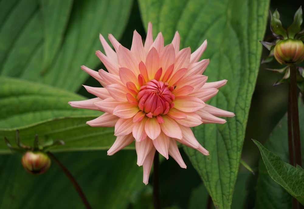 a pink flower with green leaves in the background