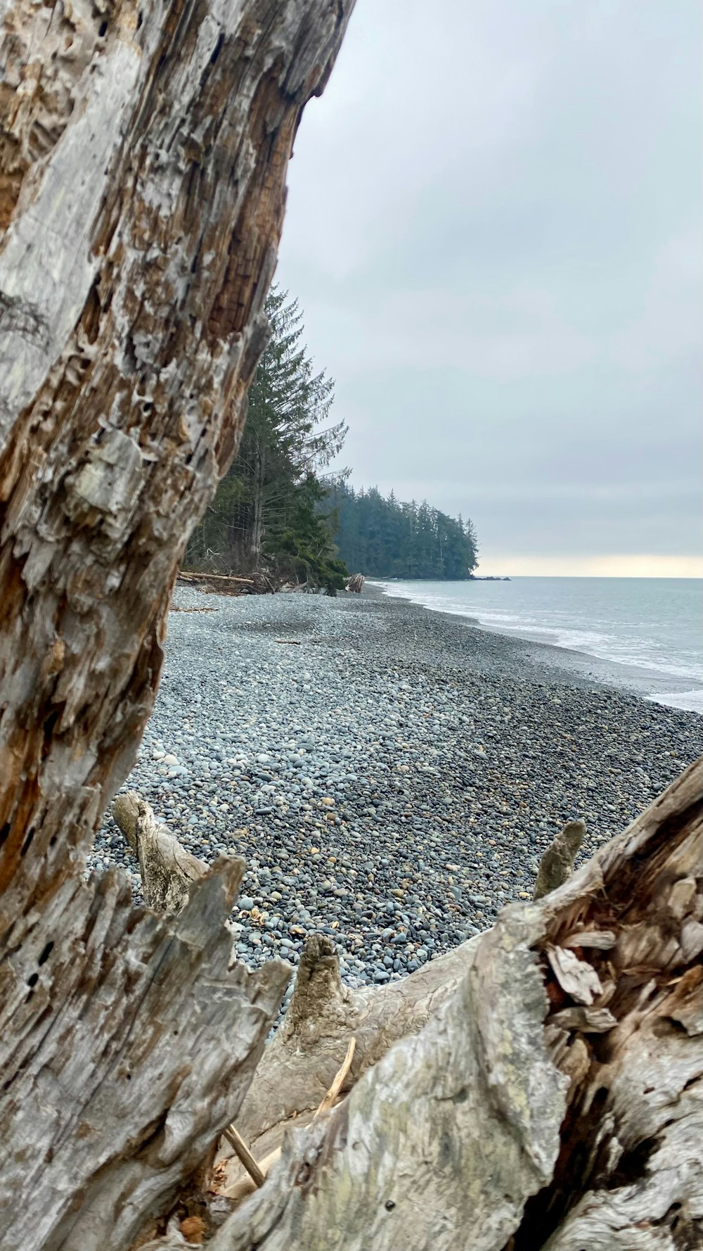 a bear is sitting on a tree by the beach