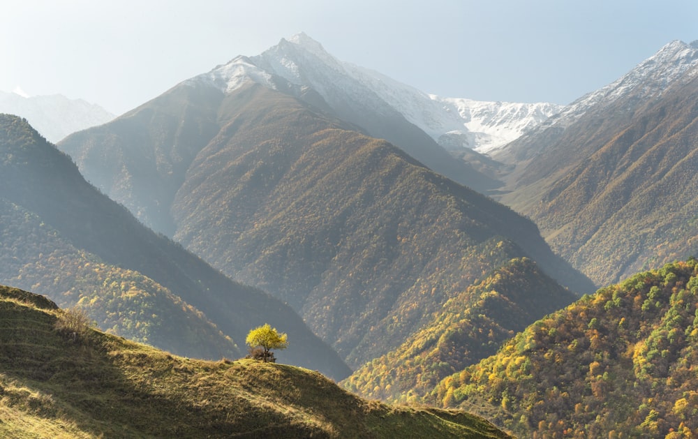 a lone tree on a grassy hill with mountains in the background