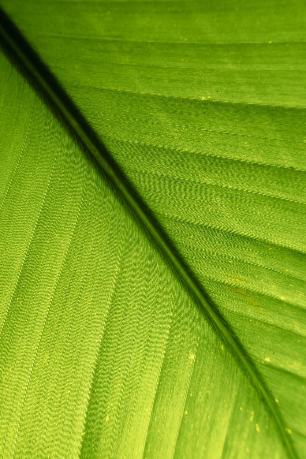 a close up of a large green leaf