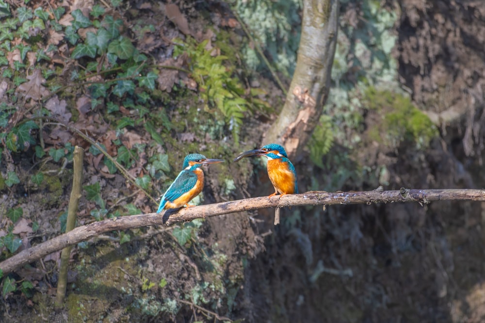 a couple of birds sitting on top of a tree branch