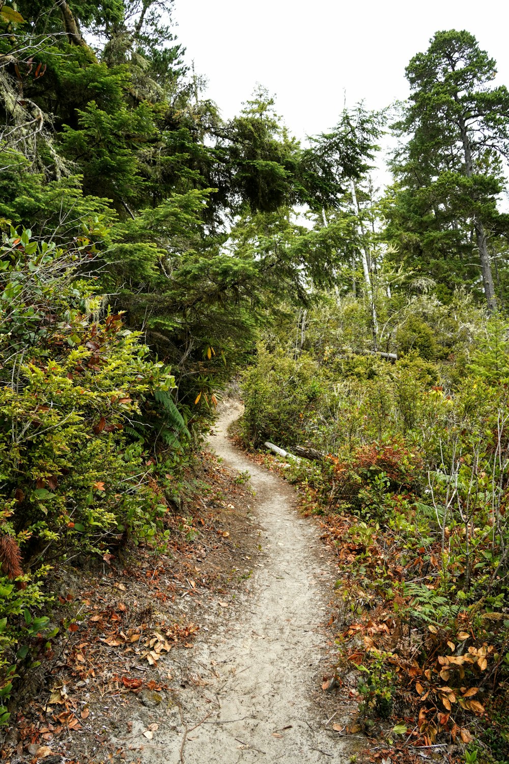 a dirt path in the middle of a forest