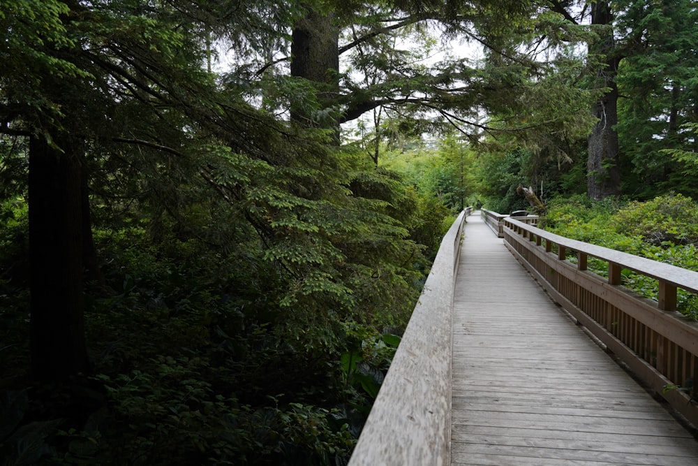 a wooden walkway in the middle of a forest